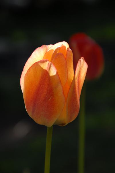 Primavera - Tiempo de tulipanes