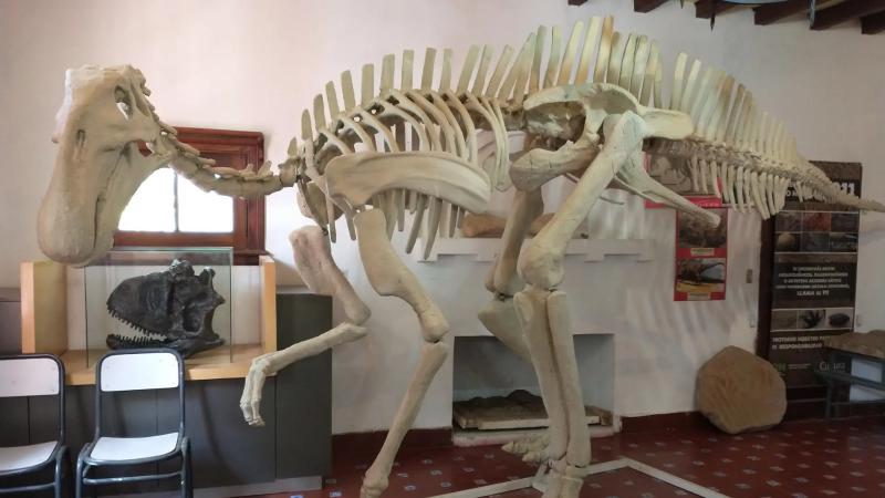 El Museo Ameghino invita a descubrir la historia natural de la zona 