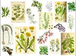 Las 230 plantas medicinales m&aacute;s efectivas