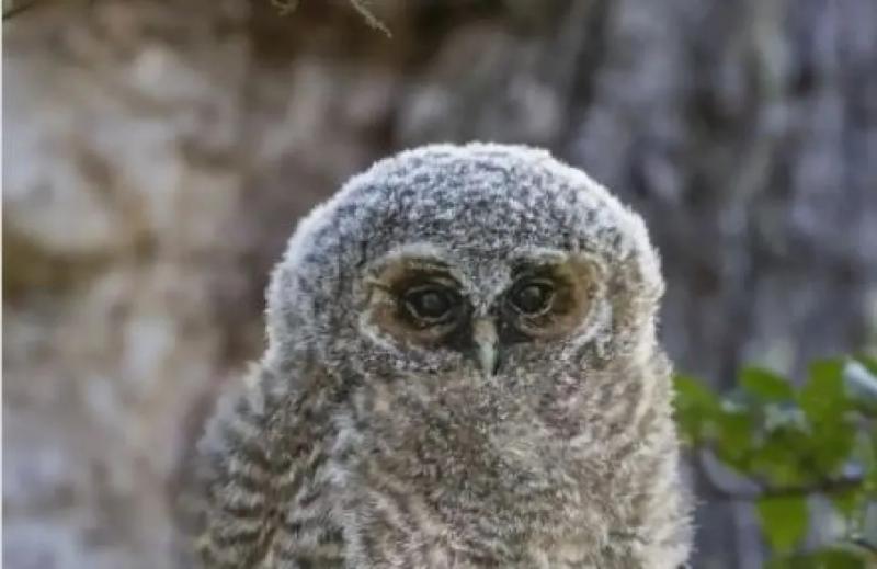 Un hallazgo excepcional en Bariloche: productor audiovisual filmó a una lechuza bataraz austral