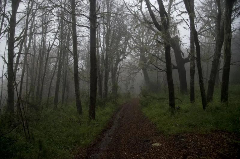 Río Negro deberá completar el Ordenamiento Territorial de Bosques Nativos
