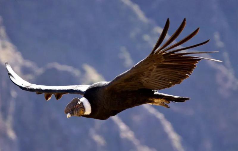 Bariloche será escenario del evento de observación de aves más grande del mundo