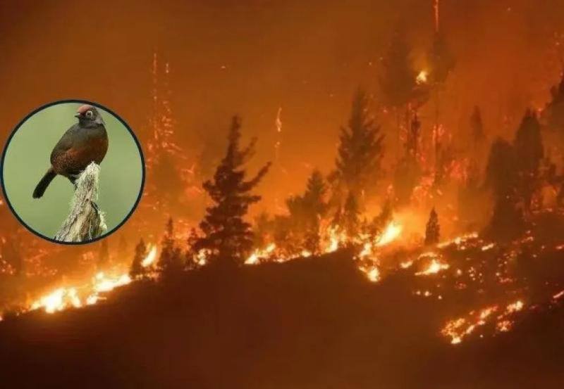 Incendios en la Patagonia: clubes de observadores de aves denuncian una ?catástrofe ambiental sin precedentes?