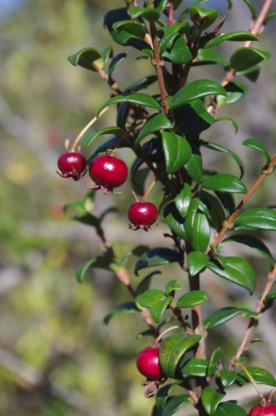 Seminario Propagaci&oacute;n de plantas nativas de frutos carnosos