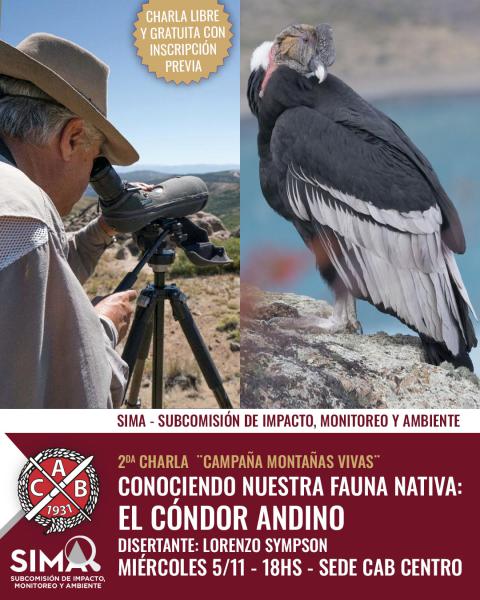 Conociendo nuestra fauna nativa: el cóndor andino