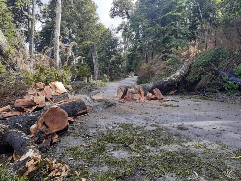 Ca&iacute;da de &aacute;rboles sobre la Ruta Provincial 65