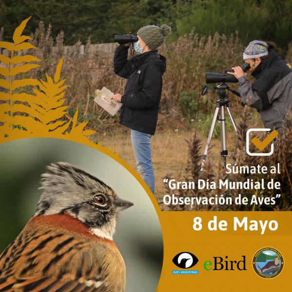 Invitaci&oacute;n al gran Gran D&iacute;a Mundial de Observaci&oacute;n de Aves