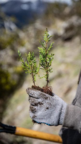 Se plantaron 5000 &aacute;rboles aut&oacute;ctonos en el Cerro Catedral en jurisdicci&oacute;n del Parque Nacional Nahuel Huapi