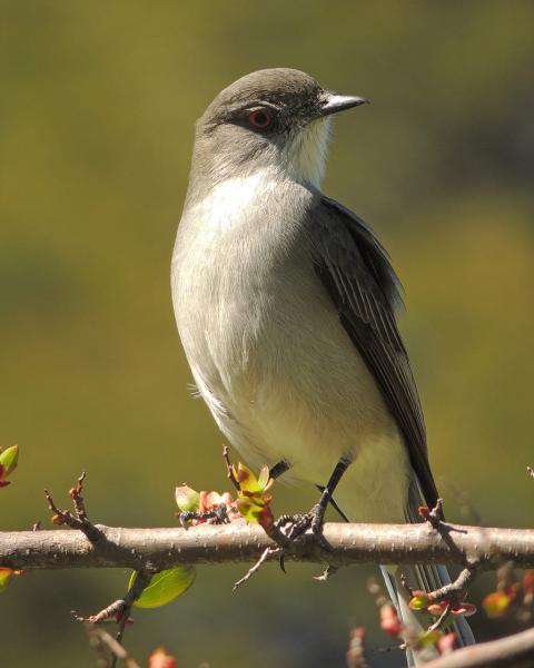 Agentes del Parque Nacional se sumaron al Gran d&iacute;a mundial de observaci&oacute;n de aves