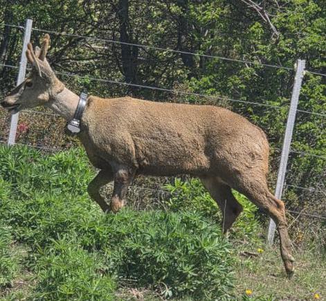 Monitoreo y custodia del huemul Newenche en la zona norte del Parque Nacional Nahuel Huapi