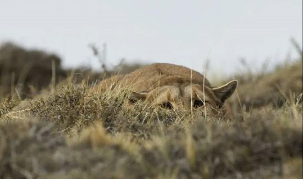 El avistaje de pumas se abre camino como alternativa tur&iacute;stica en Patagonia