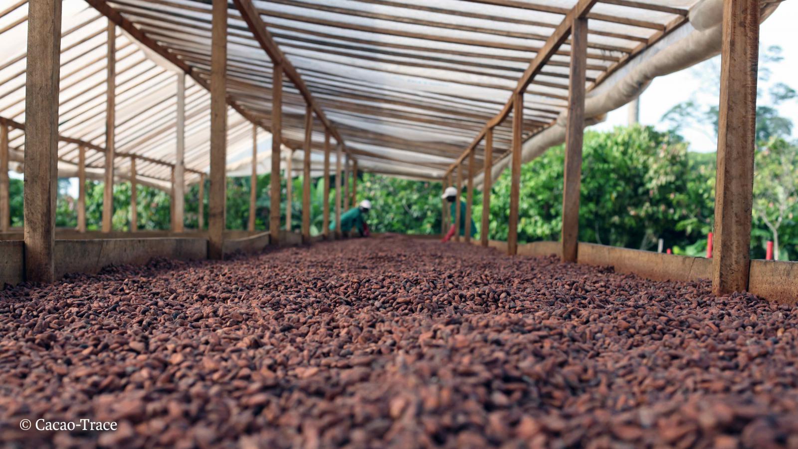 D&iacute;a Mundial del Chocolate: adelantarse a las demandas del consumidor, la clave para una industria m&aacute;s sustentable