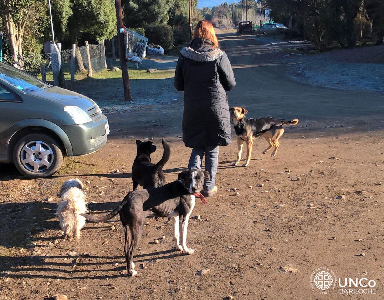 En Bariloche hay 57 mil perros con due&ntilde;o y la mitad accede libremente a la calle