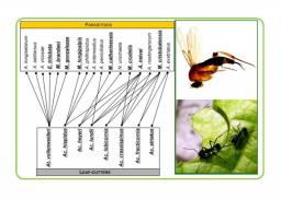 Seminario Ecotono Papel de la inmunidad del hospedador en las interacciones entre las hormigas cortadoras de hojas y sus parasitoides