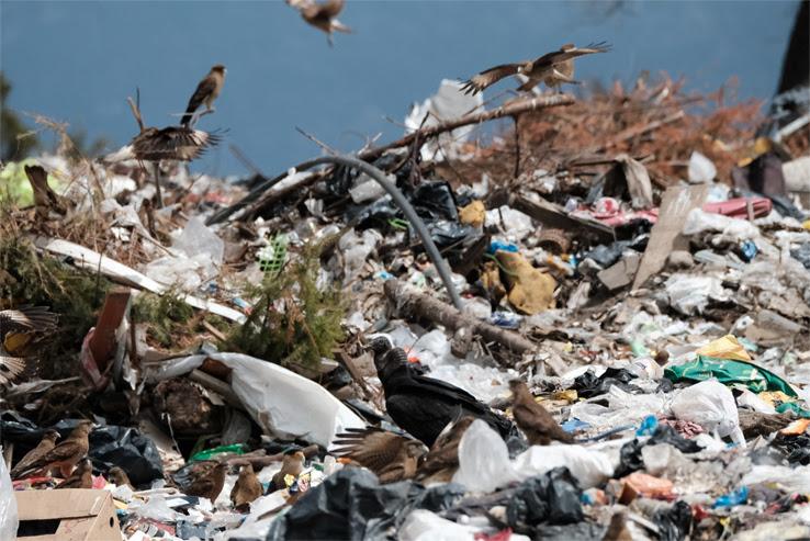 Seminario Ecotono: El uso de aves carro&ntilde;eras patag&oacute;nicas como bioindicadores de la contaminaci&oacute;n por metales pesados