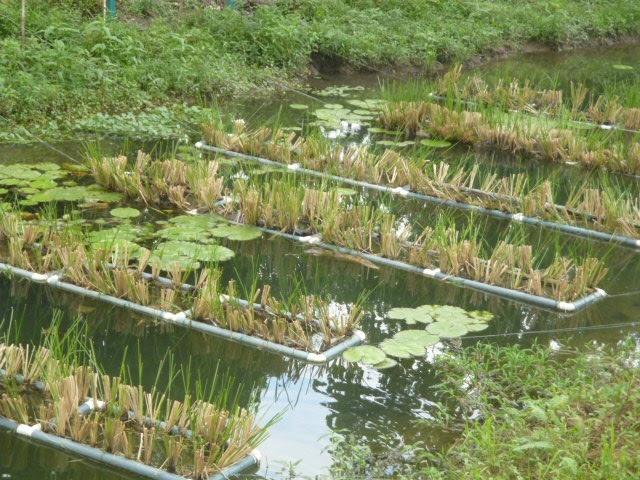 Recordatorio: Charla Biorremediaci&oacute;n con hongos: de la bioprospecci&oacute;n f&uacute;ngica hacia la aplicaci&oacute;n real