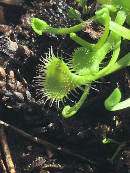 Seminario Ecotono: Sumando esfuerzos para la conservaci&oacute;n: control de una planta carn&iacute;vora ex&oacute;tica