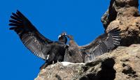 El camino del condor vuela a oriente junto a discovery networks asia-pacifico