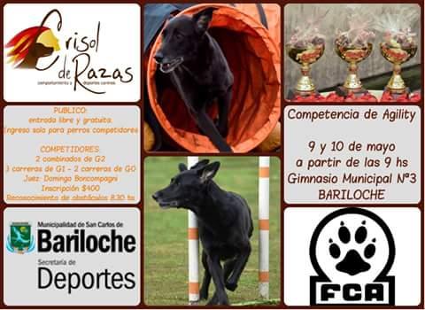 Nuevamente el agility se presentara en Bariloche.