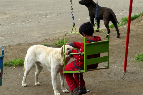 Campa&ntilde;a de castraci&oacute;n de mascotas en Nahuel Hue, Uni&oacute;n y 153 Viviendas