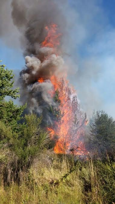 Incendio forestal detr&aacute;s del barrio 400 viviendas