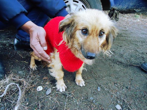 Castraci&oacute;n y vacunaci&oacute;n gratuita de mascotas junto al CIC