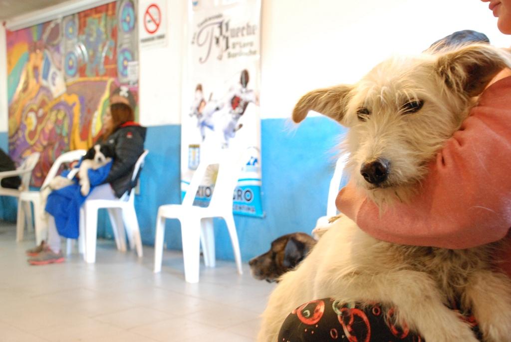 Desde ma&ntilde;ana, castraci&oacute;n de mascotas en la sede de Veterinaria y Zoonosis