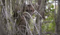 Piden no remover a la fauna silvestre de su habitat