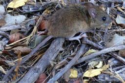 Recuerdan medidas de prevenci&oacute;n del hantavirus para este verano