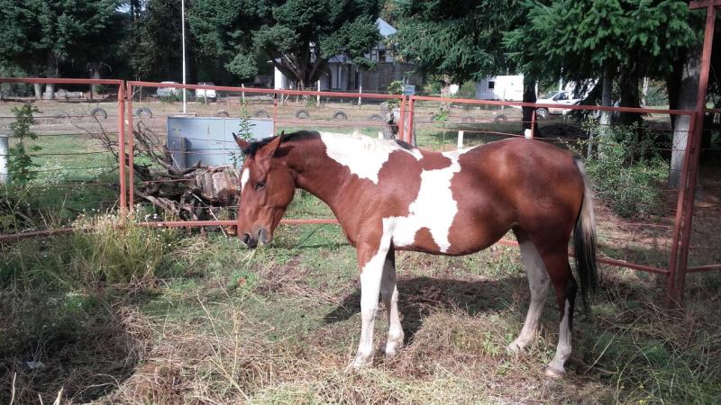 Equinos encontrados en la v&iacute;a p&uacute;blica