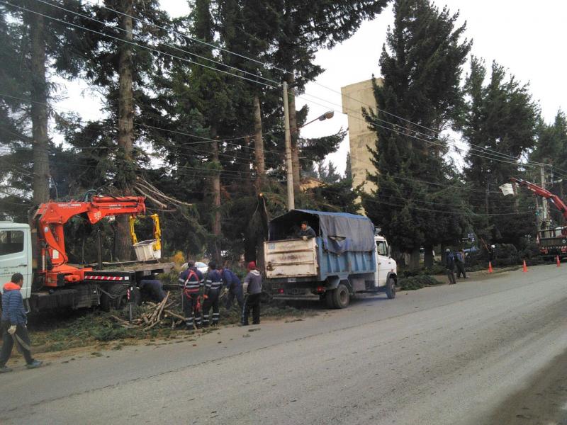 Los trabajos de apeo de &aacute;rboles llegaron hasta la avenida Juan Herman