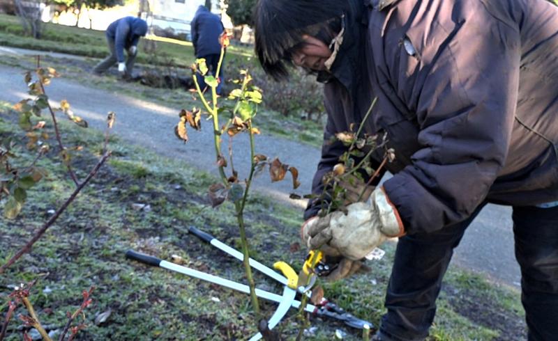 Apeo, poda en altura y otros trabajos de Parques y Jardines en la ciudad