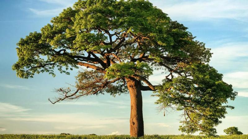 D&iacute;a del &Aacute;rbol en la Argentina: &iquest;por qu&eacute; se celebra el 29 de agosto?