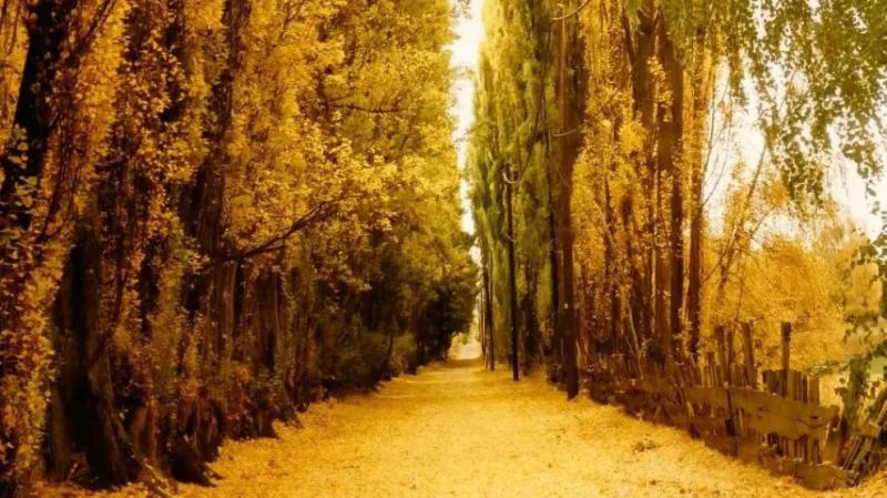 La oferta turística de Dina Huapi para este otoño: color, naturaleza y tranquilidad