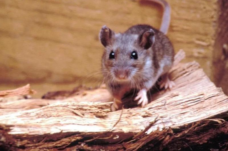 Hantavirus: qué precauciones tomar en temporada de recolección y actividades en la naturaleza