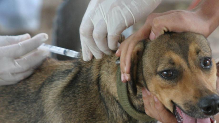 Por un murci&eacute;lago con rabia, vacunar&aacute;n perros y gatos en Bariloche