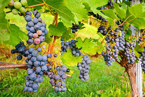 Resveratrol: Beneficios para la Salud