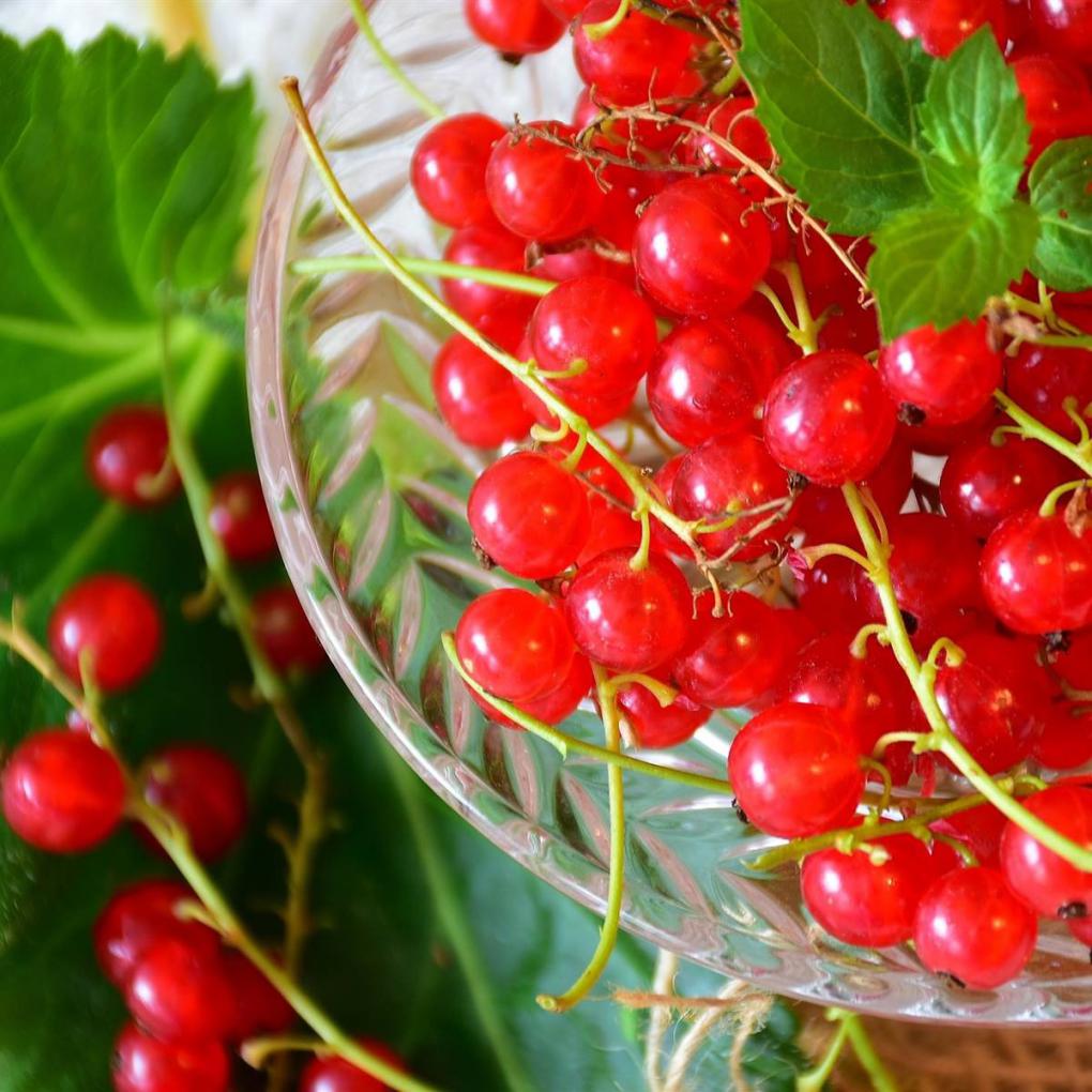 4 frutos del bosque poco conocidos pero muy saludables