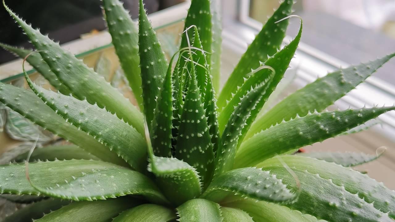 Tratamiento natural de la psoriasis con aloe vera