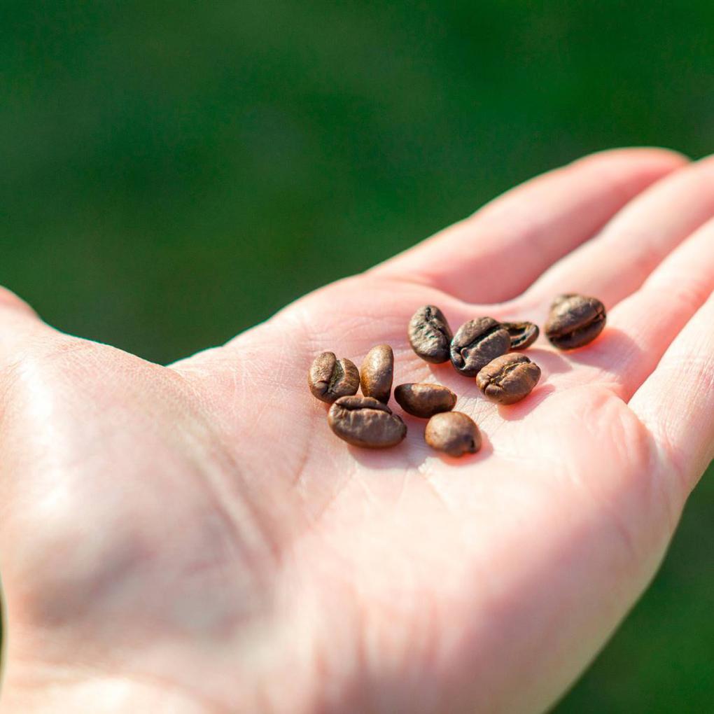 Conciliar el sue&ntilde;o con caf&eacute;.... &iexcl;en dosis homeop&aacute;ticas!