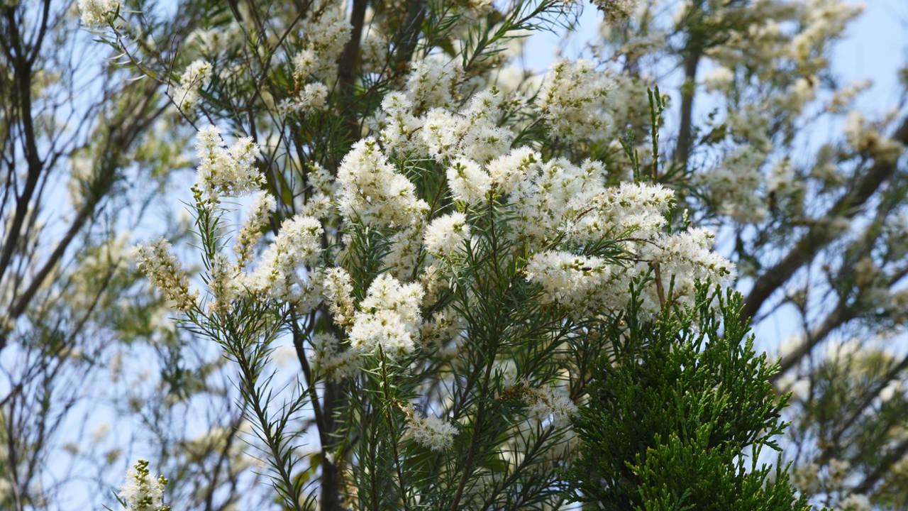 C&oacute;mo usar el aceite de &aacute;rbol de t&eacute; para tratar resfriados, verrugas y hongos de las u&ntilde;as