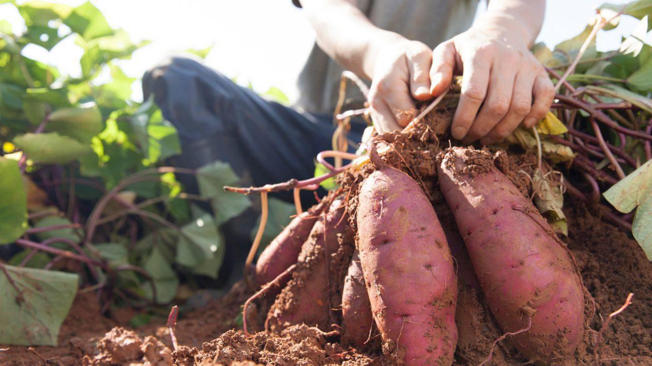 El sustituto de la patata que provoca menos picos de glucosa y est&aacute; delicioso