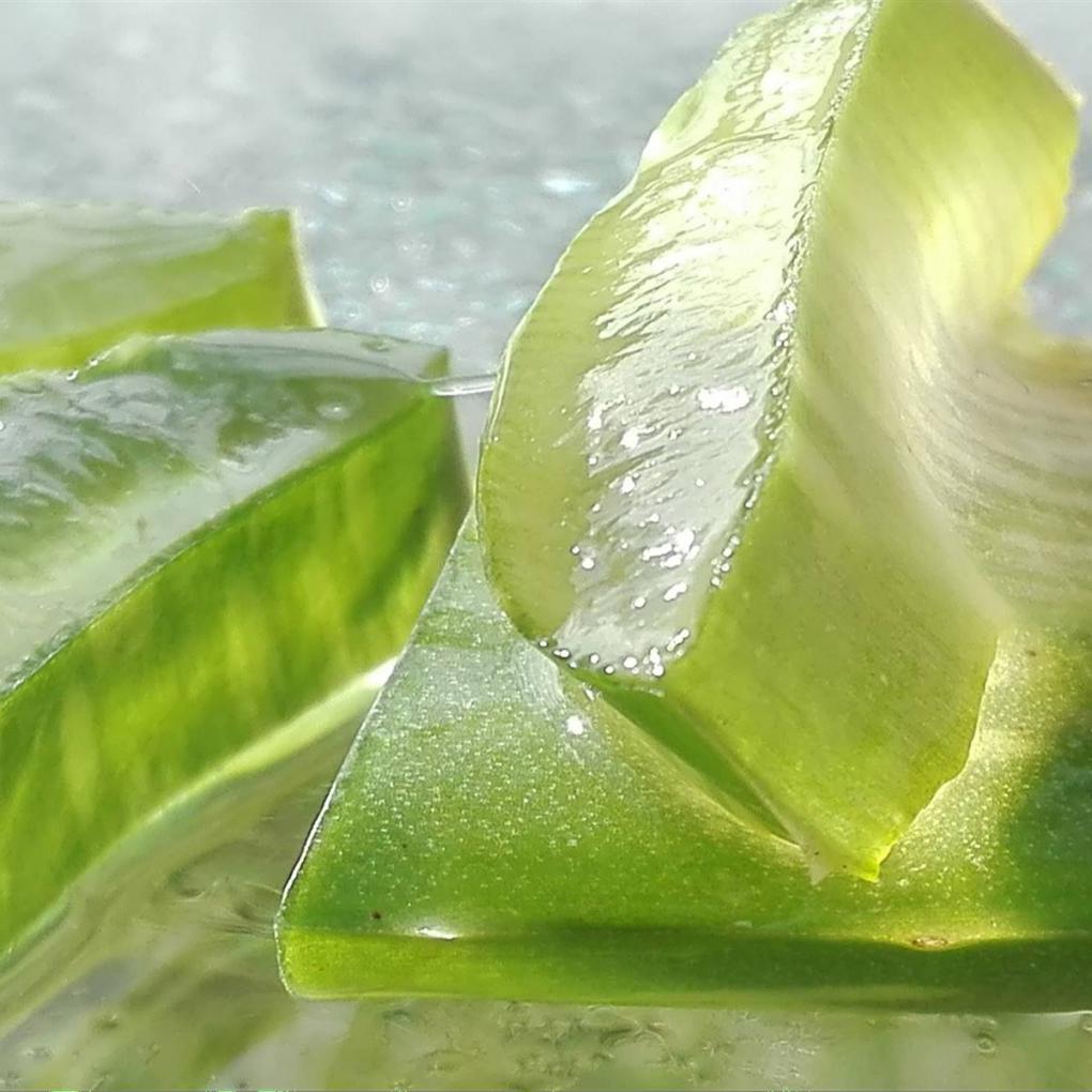 C&oacute;mo aplicar aloe vera para curar la piel