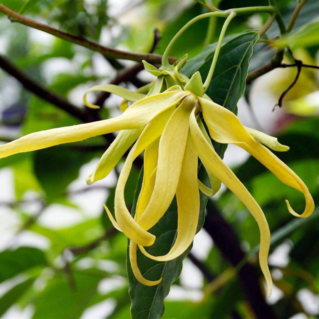 Aceite esencial de ylang ylang: todas sus propiedades y usos