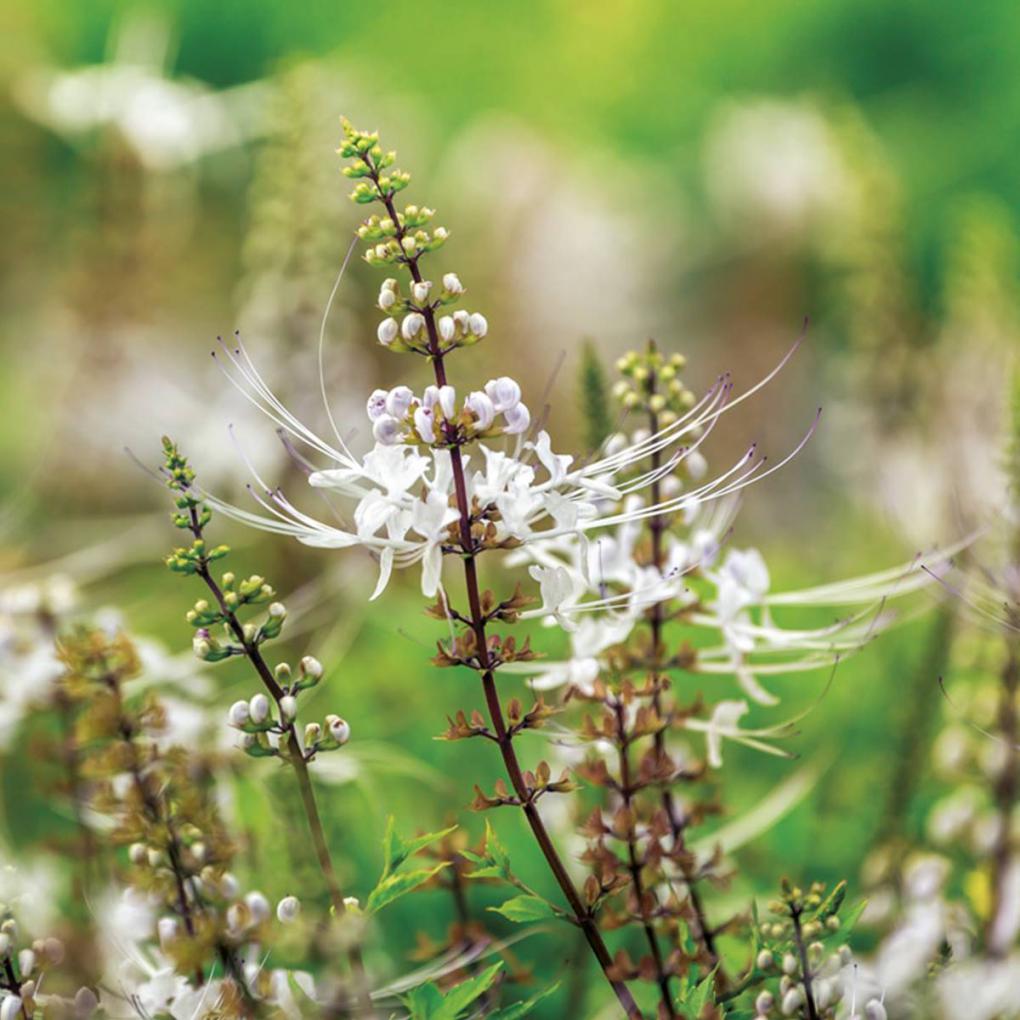 Las mejores plantas medicinales para cuidar los ri&ntilde;ones