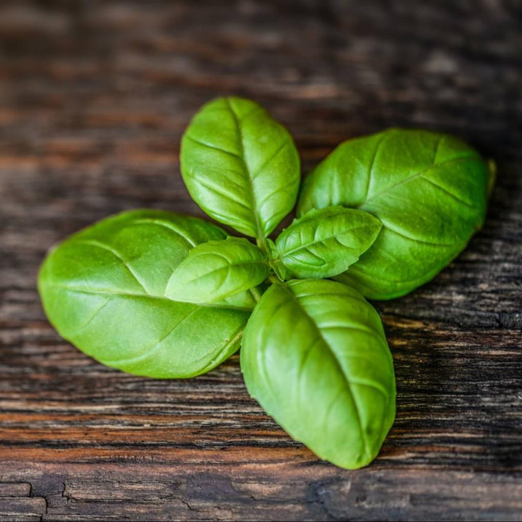 Lactancia: 4 plantas galact&oacute;genas para prevenir mastitis y producir m&aacute;s leche