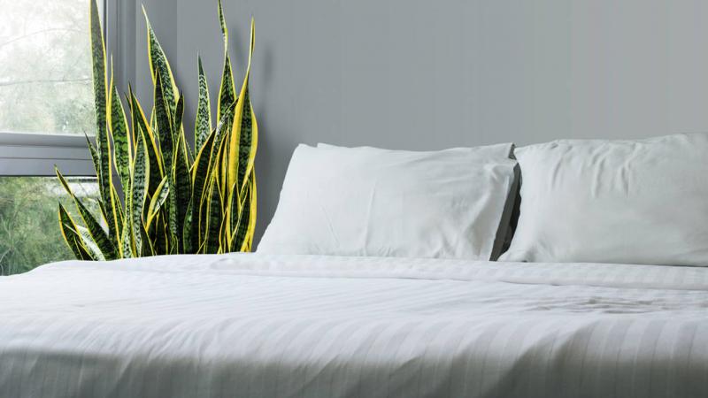 Plantas que puedes colocar en el dormitorio para dormir bien por la noche