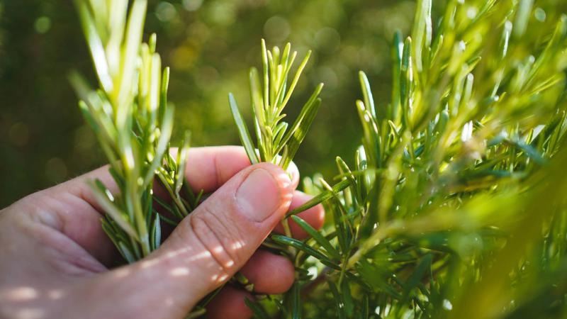 8 remedios caseros y naturales contra el cansancio y la fatiga muscular