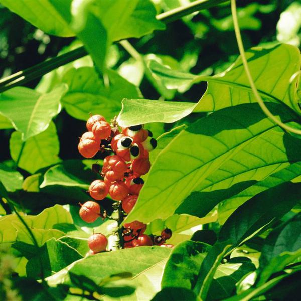 4 plantas que combaten la depresi&oacute;n