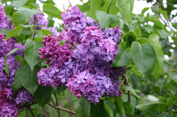 Tiempo de lilas!!!